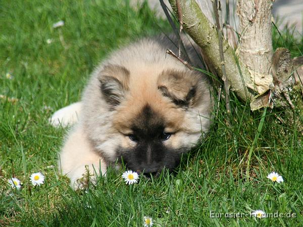 album02_bild_09_IMG_9400.JPG - ... oder schnuppere zur Ablenkung an den Gnseblmchen.