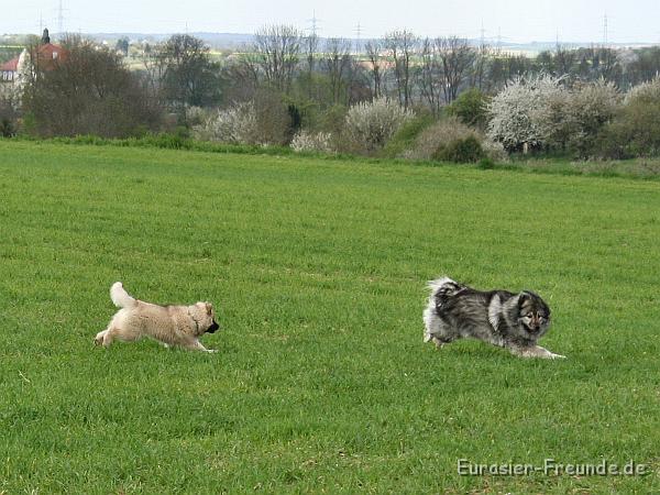 album02_bild_29_IMG_9954.JPG - .... dann toben wir wieder.