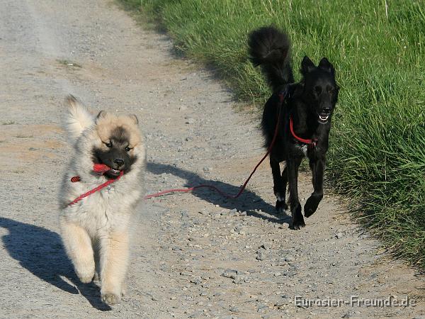 album02_bild_44_IMG_0269.JPG - Manchmal darf ich auch helfen und Gassi führen!