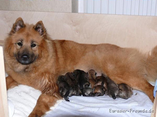 sahri-01_01.jpg - Hier bin ich gerade geboren und meine Mama pat auf uns auf.