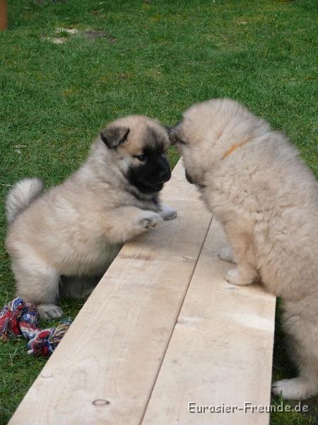 sahri-01_14.jpg - ... denn wenn mein Bruder mich endlich ben lt, ....